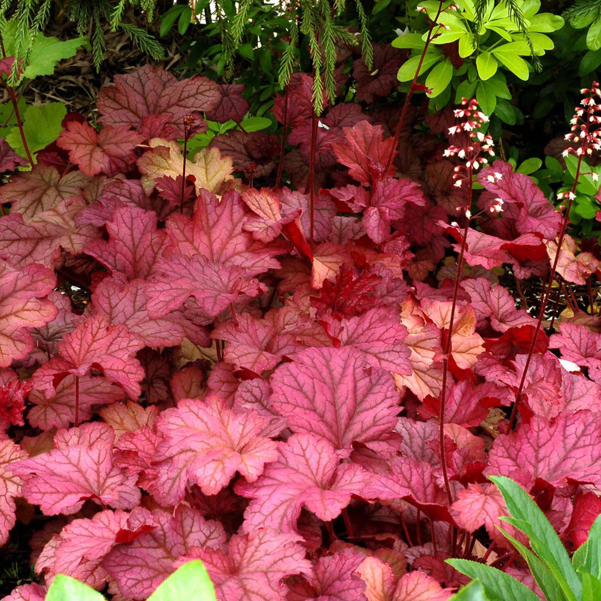 Clopotel purpuriu roz-inchis (Heuchera) Berry Smoothie, acoperitor de sol