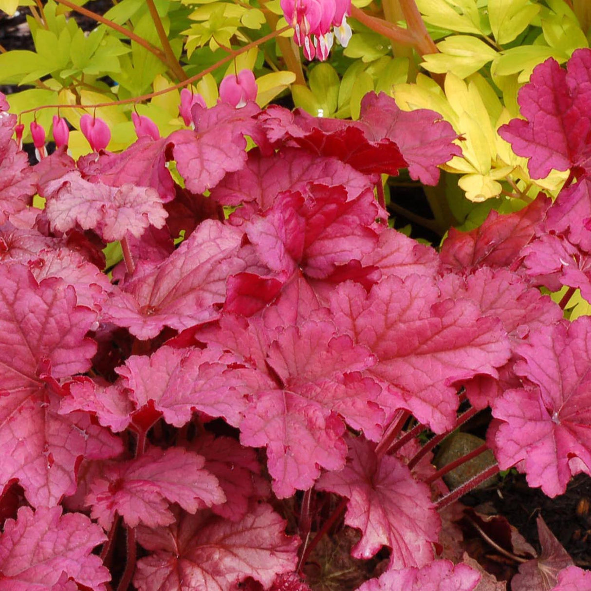 Clopotel purpuriu roz-inchis (Heuchera) Berry Smoothie, acoperitor de sol
