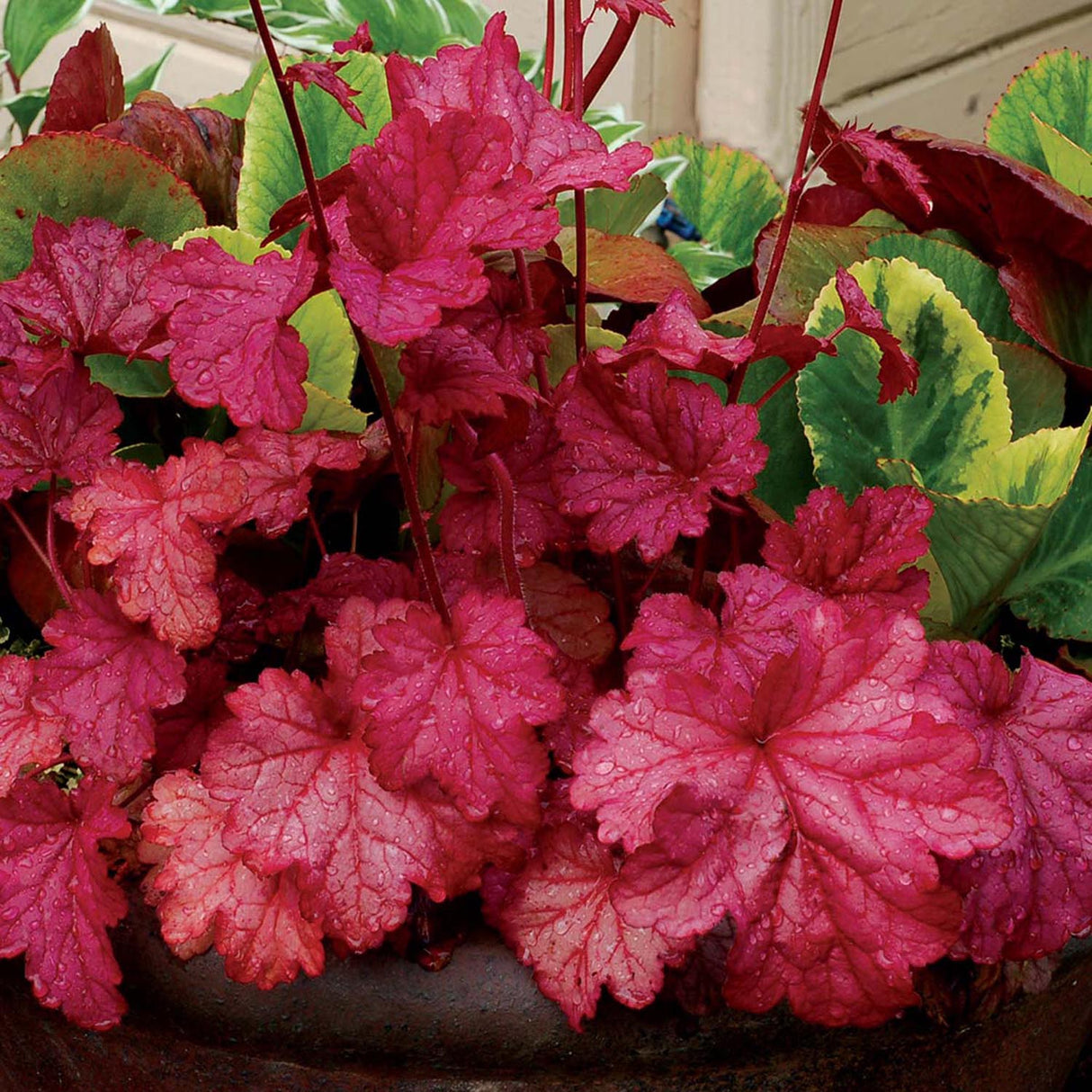 Clopotel purpuriu roz-inchis (Heuchera) Berry Smoothie, acoperitor de sol