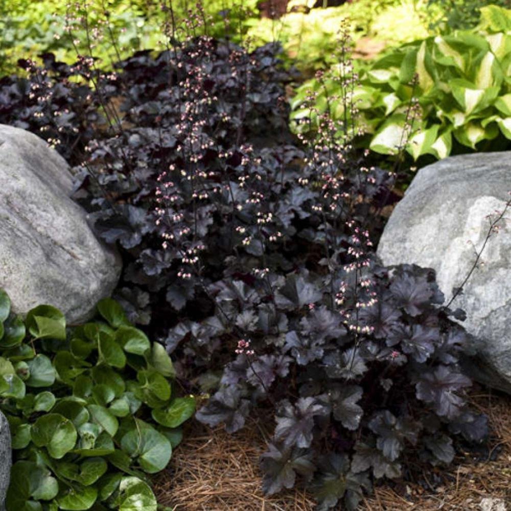 Clopotel purpuriu negru (Heuchera) Black Pearl, acoperitor de sol