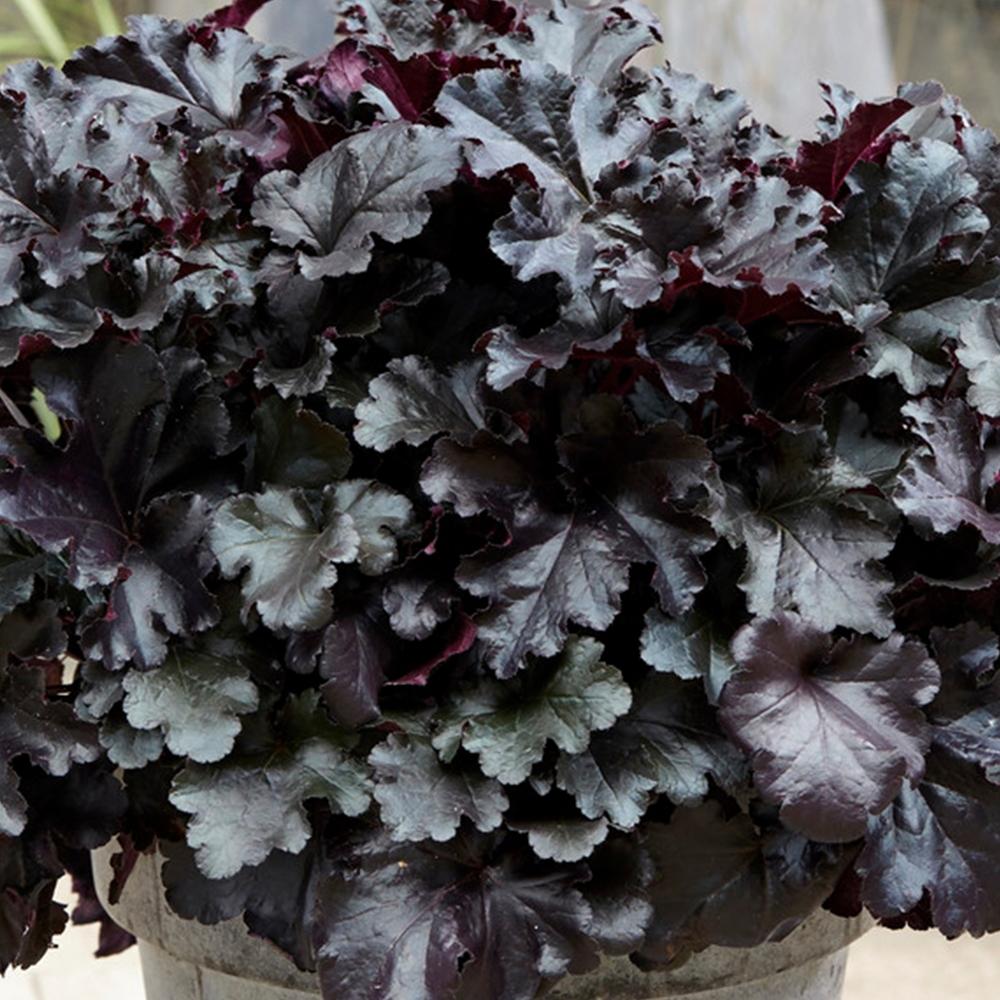 Clopotel purpuriu negru (Heuchera) Black Pearl, acoperitor de sol