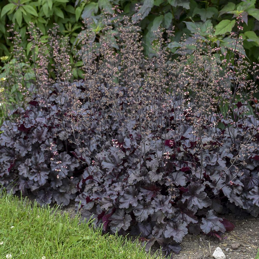 Clopotel purpuriu negru (Heuchera) Black Pearl, acoperitor de sol