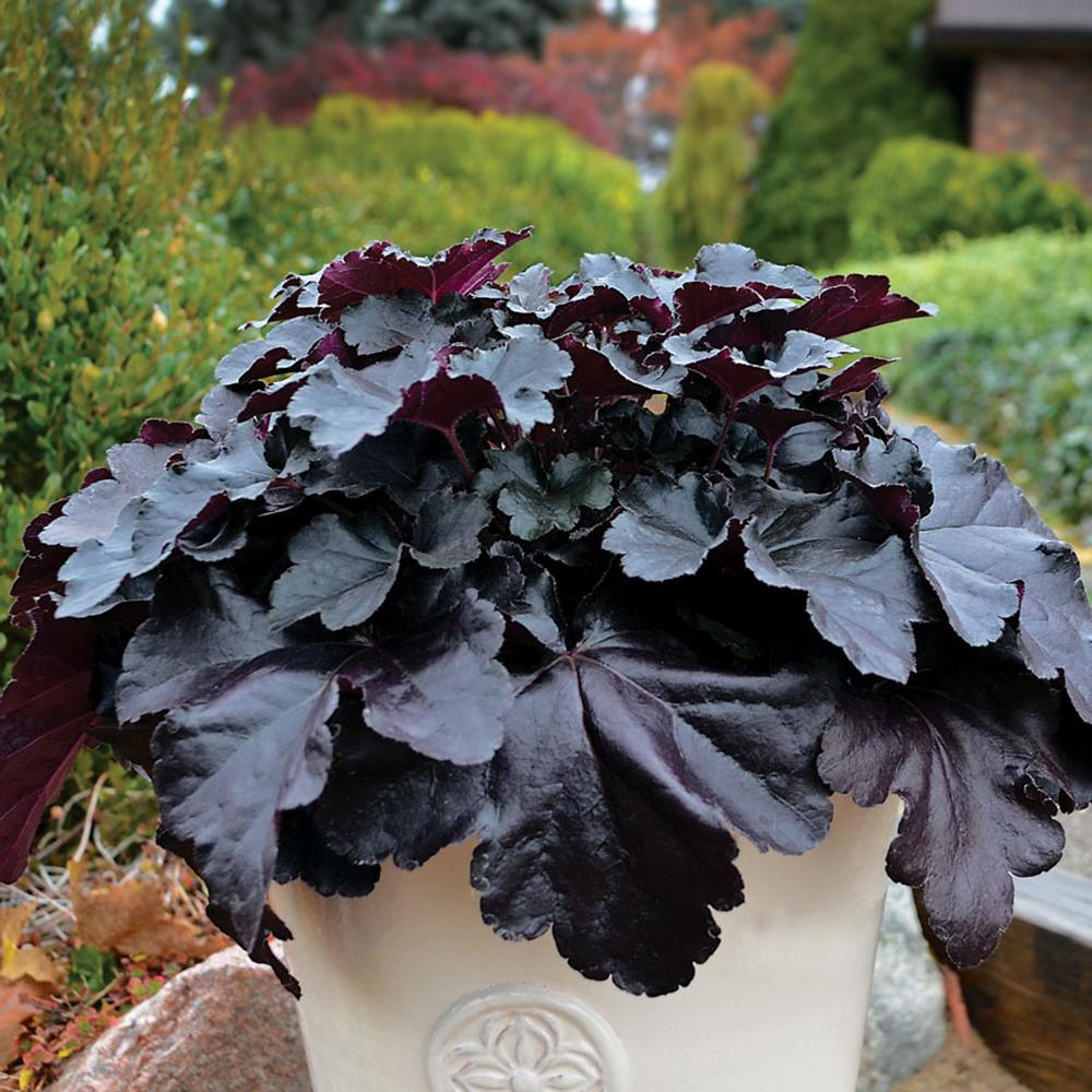 Clopotel purpuriu negru (Heuchera) Black Pearl, acoperitor de sol