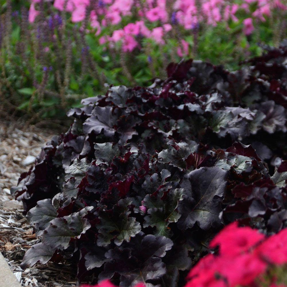 Clopotel purpuriu negru (Heuchera) Black Pearl, acoperitor de sol