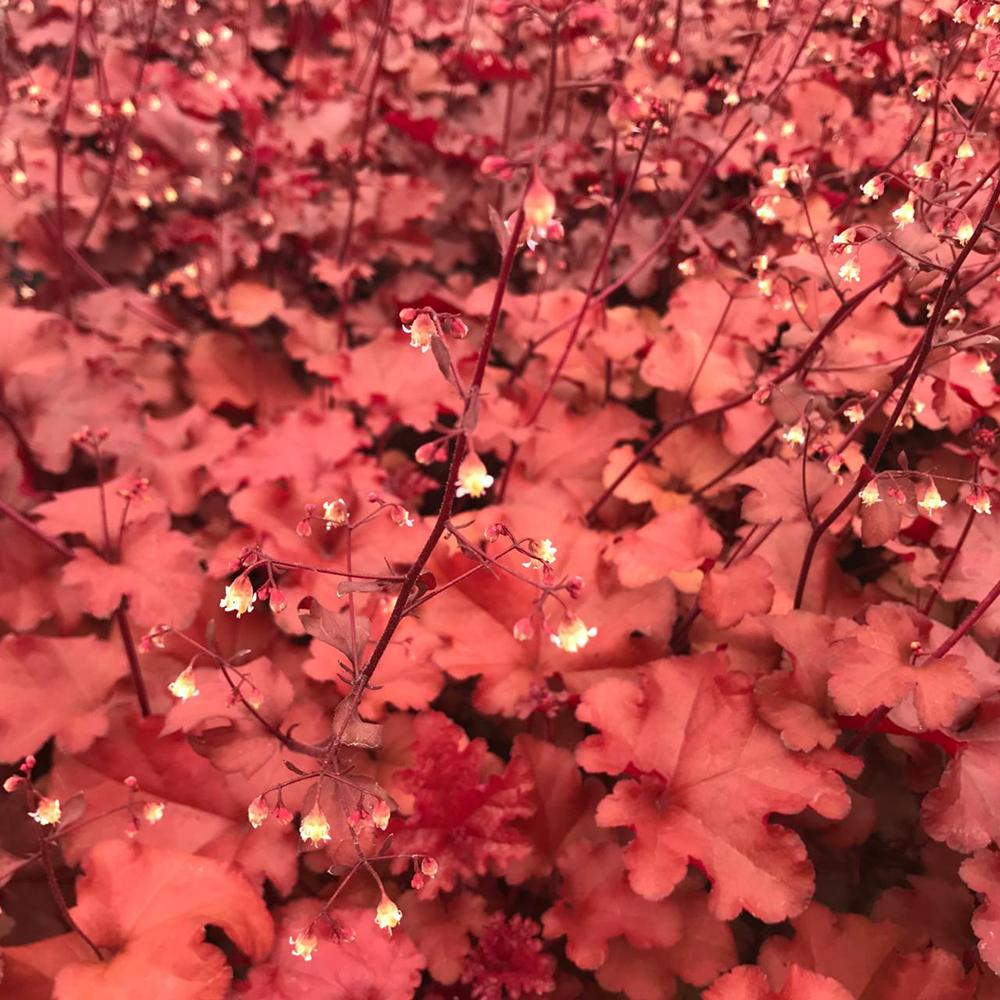 Clopotel purpuriu visiniu (Heuchera) Boysenberry, acoperitor de sol