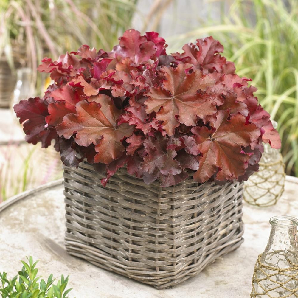 Clopotel purpuriu visiniu (Heuchera) Boysenberry, acoperitor de sol