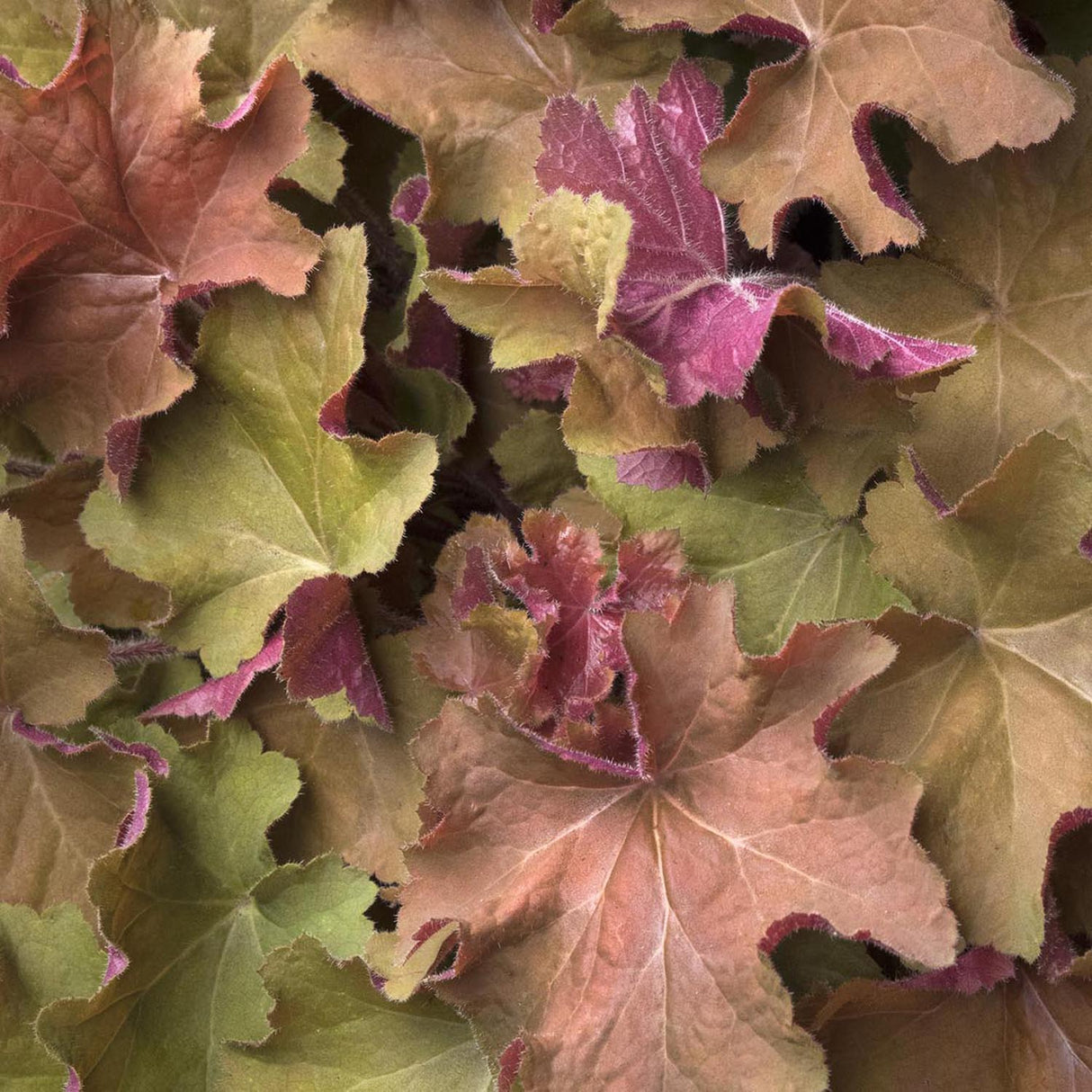 Clopotel purpuriu auriu-caramel (Heuchera) Caramel, acoperitor de sol