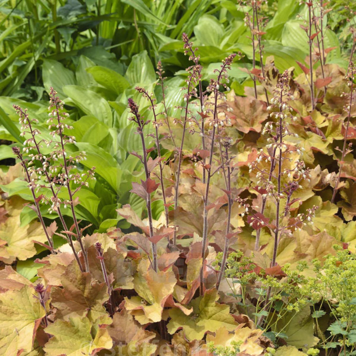 Clopotel purpuriu auriu-caramel (Heuchera) Caramel, acoperitor de sol