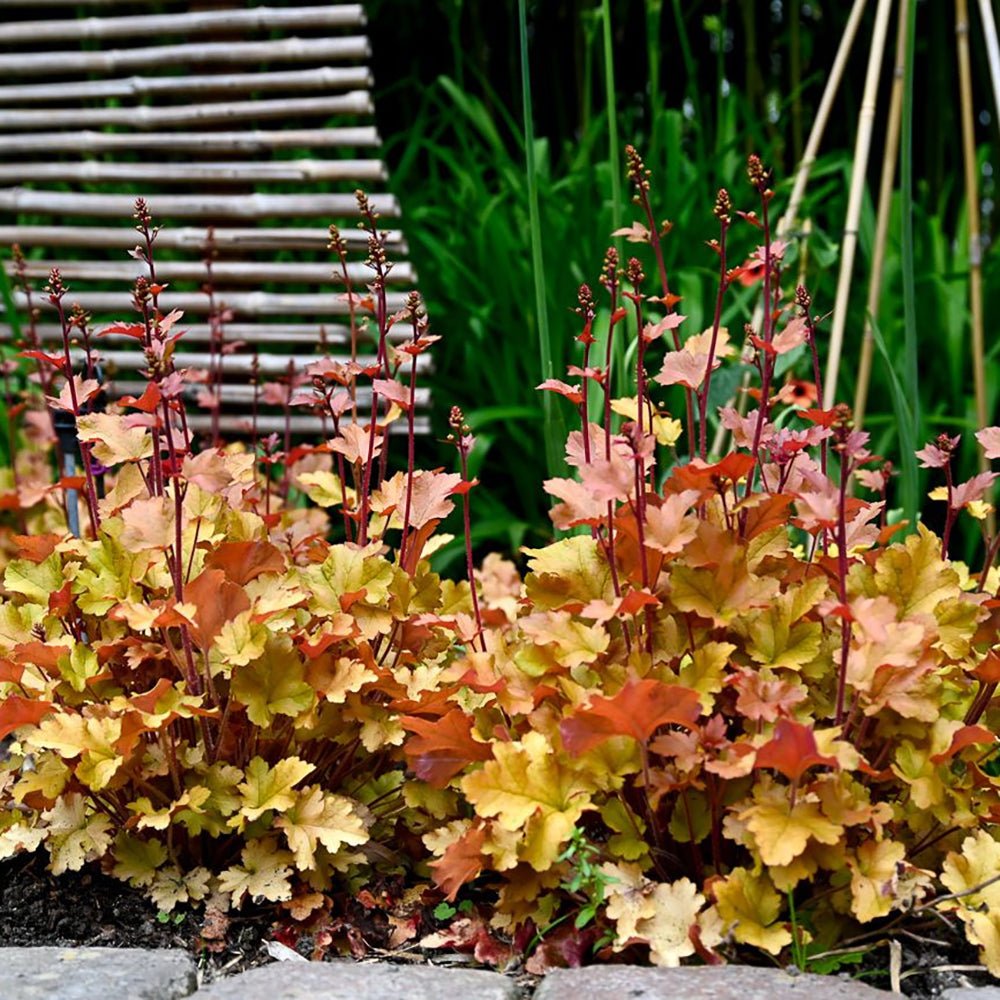 Clopotel purpuriu auriu-caramel (Heuchera) Caramel, acoperitor de sol