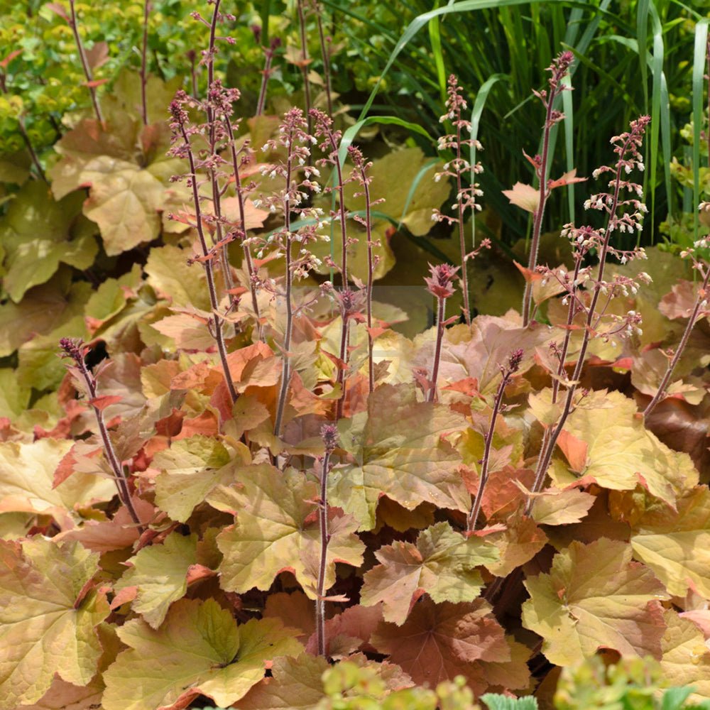 Clopotel purpuriu auriu-caramel (Heuchera) Caramel, acoperitor de sol