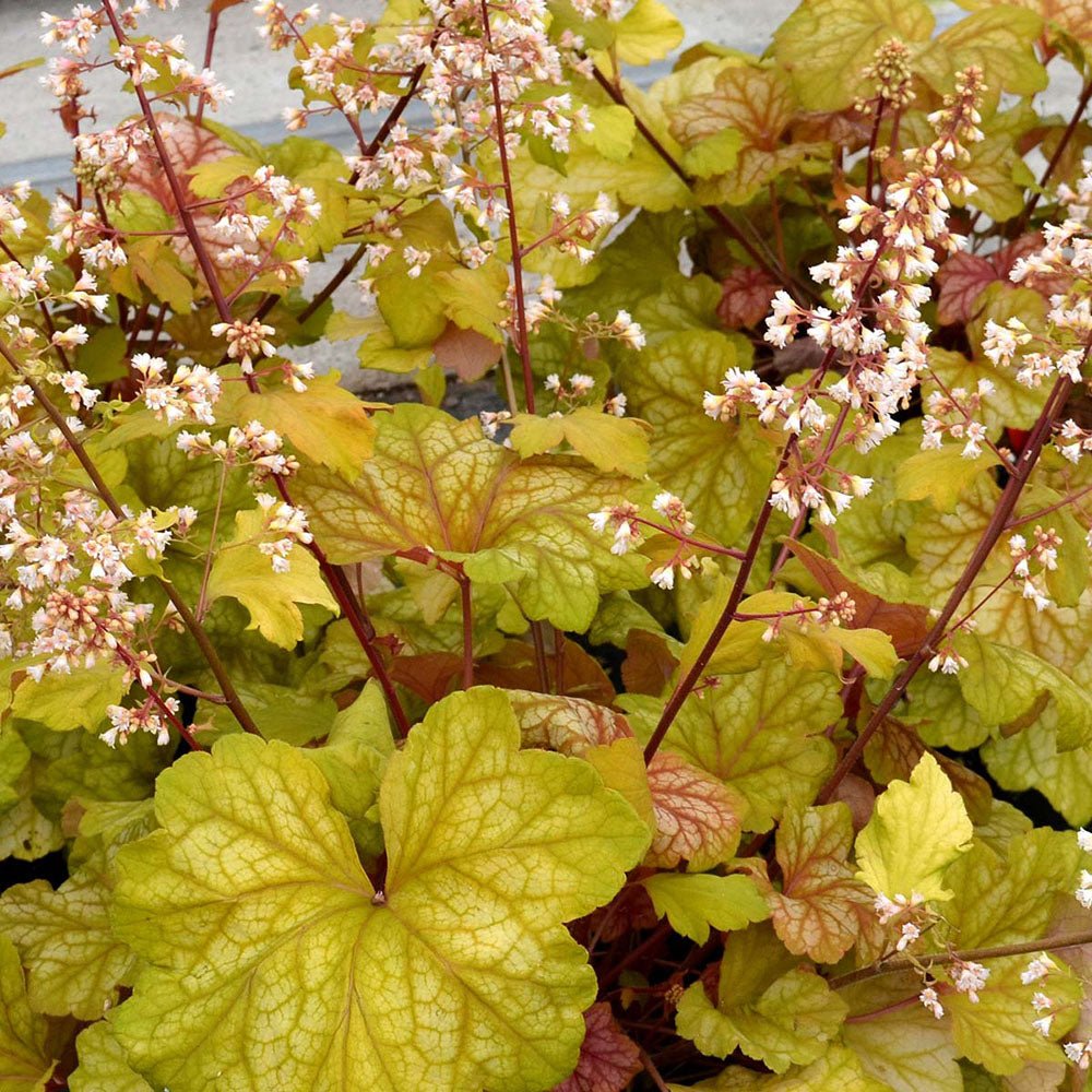 Clopotel purpuriu galben-roz (Heuchera) Champagne, acoperitor de sol