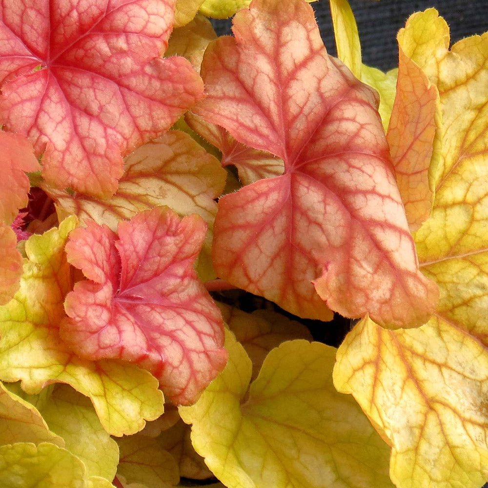 Clopotel purpuriu galben-roz (Heuchera) Champagne, acoperitor de sol