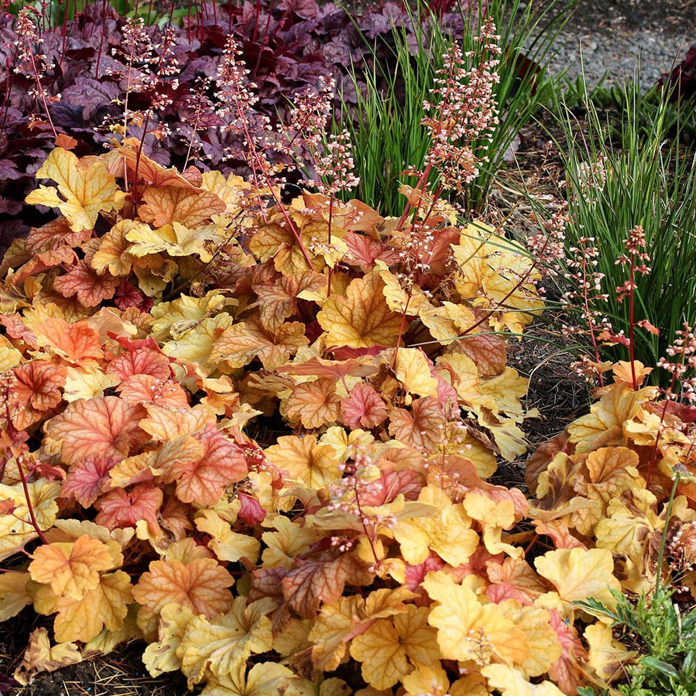 Clopotel purpuriu galben-roz (Heuchera) Champagne, acoperitor de sol