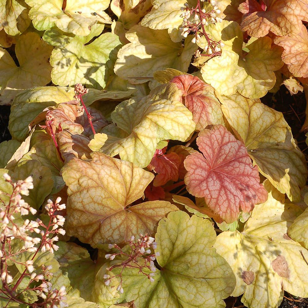 Clopotel purpuriu galben-roz (Heuchera) Champagne, acoperitor de sol