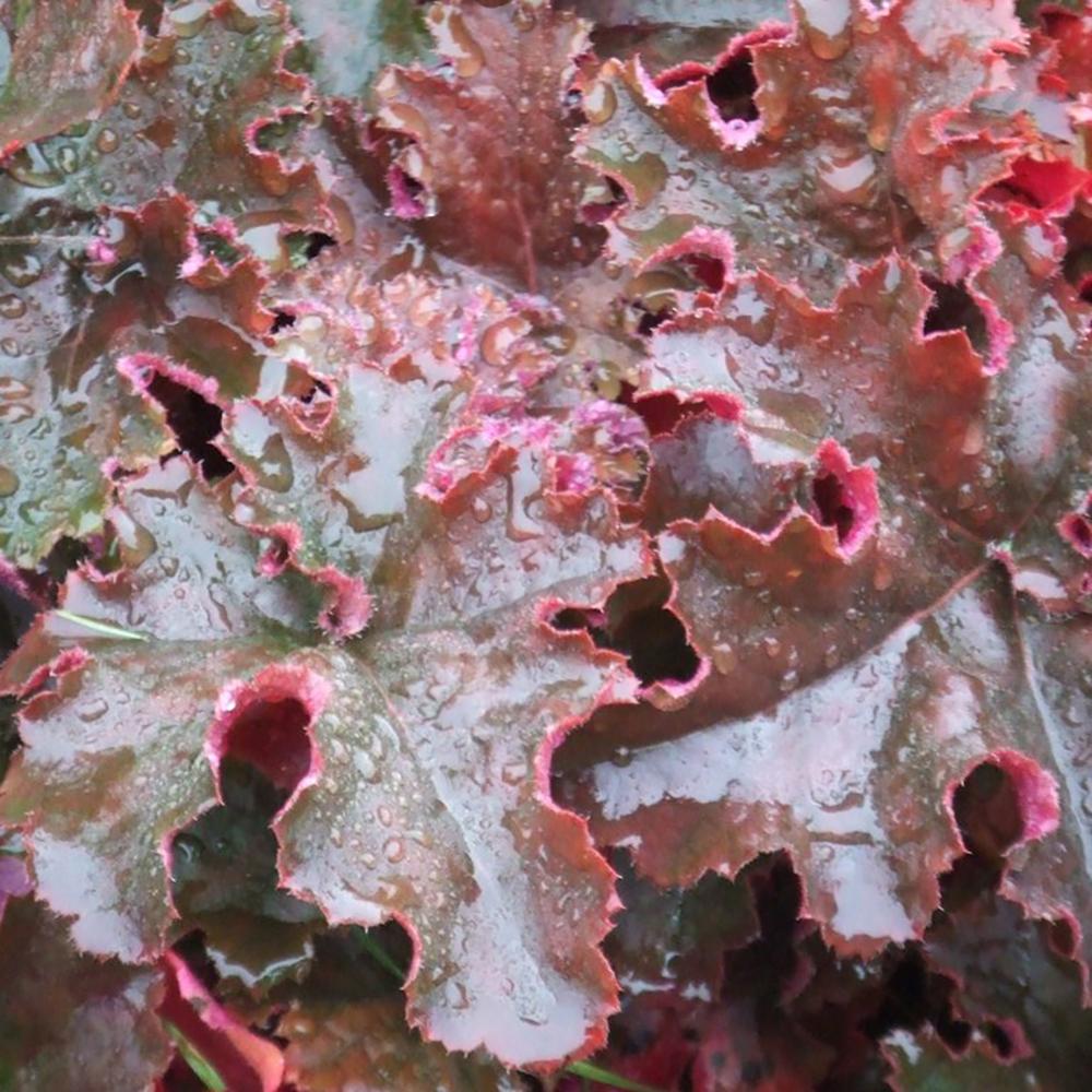 Clopotel purpuriu maro-ciocolatiu (Heuchera) Chocolate Ruffles, acoperitor de sol