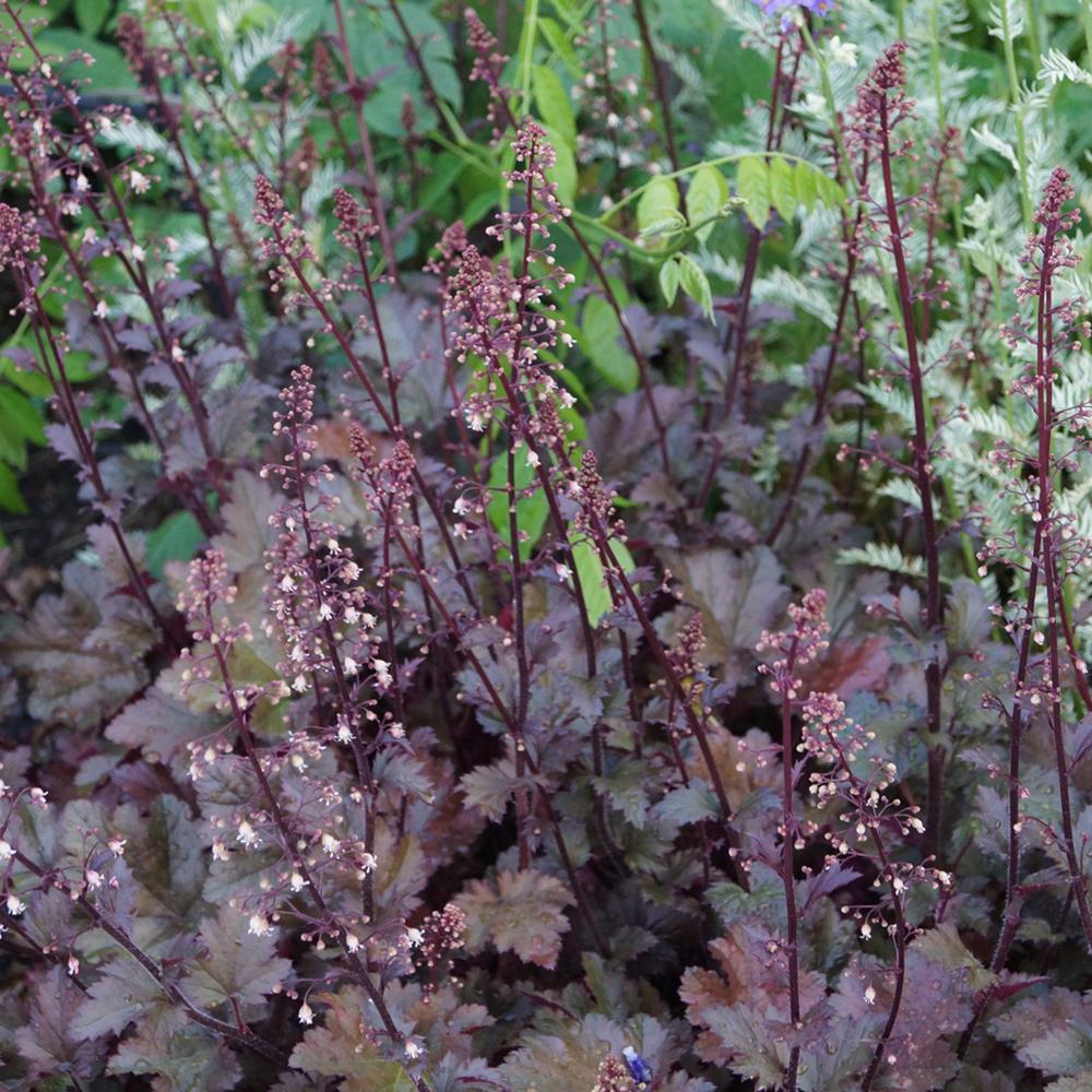Clopotel purpuriu maro-ciocolatiu (Heuchera) Chocolate Ruffles, acoperitor de sol