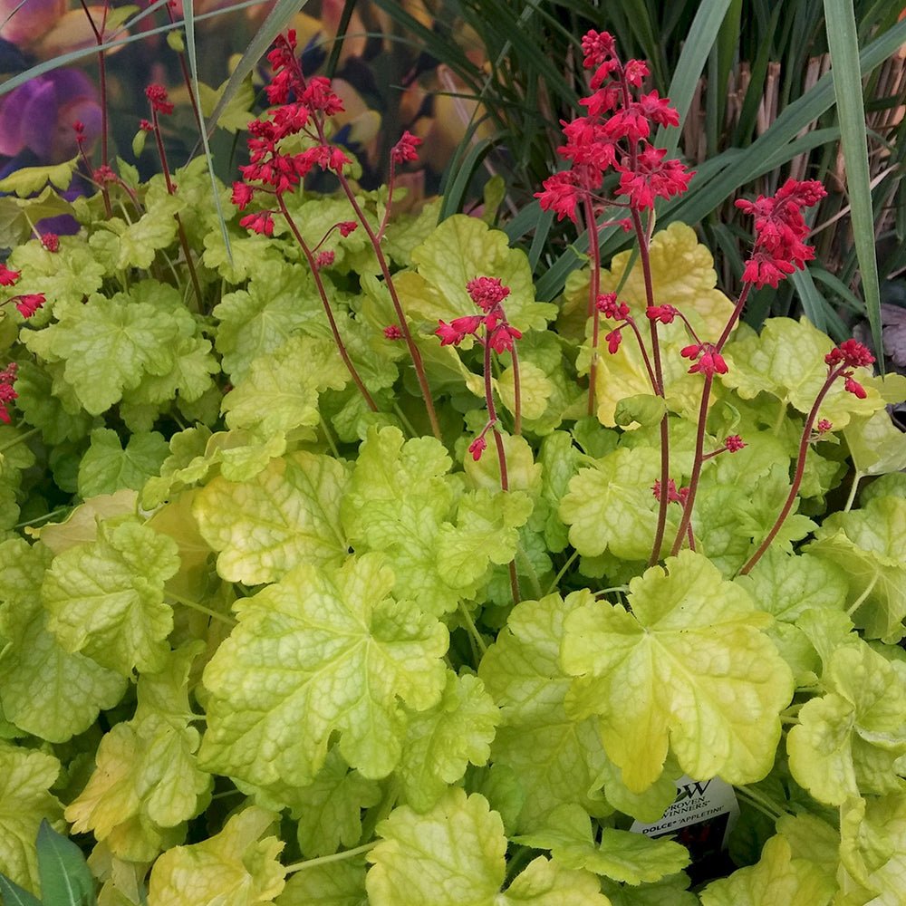 Heuchera Citronelle