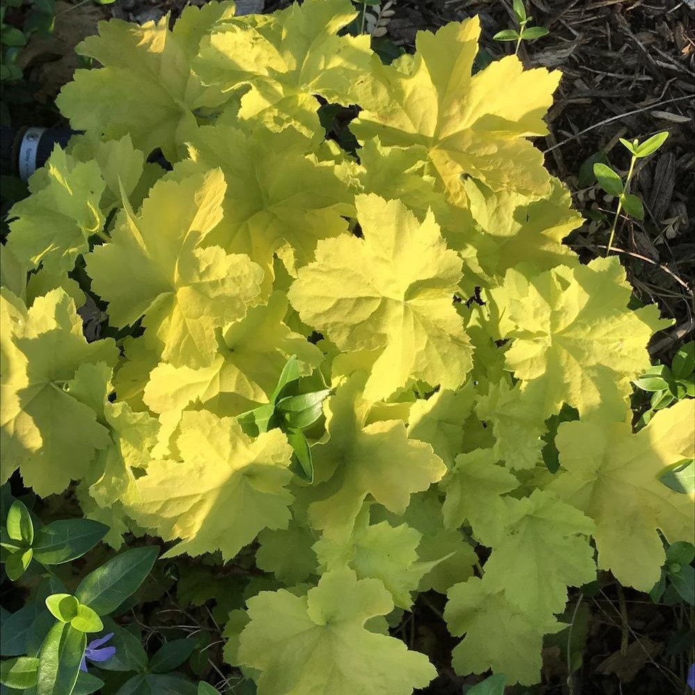 Heuchera Citronelle