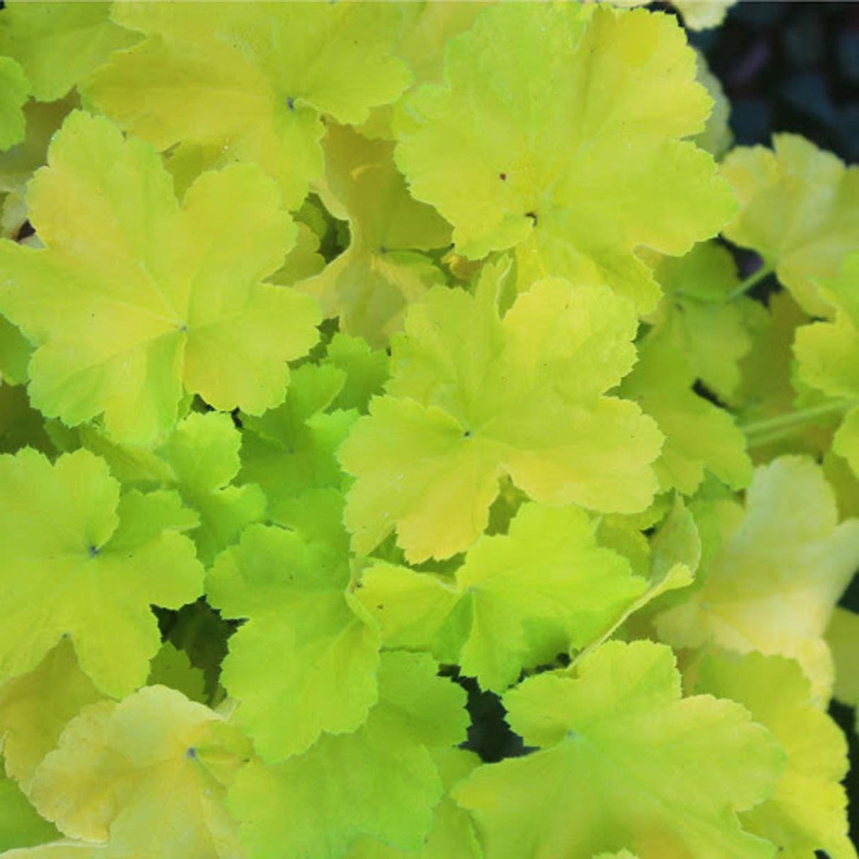 Heuchera Citronelle