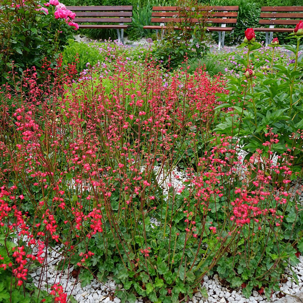 Clopotel purpuriu verde-rosu (Heuchera) Coral Forest, acoperitor de sol