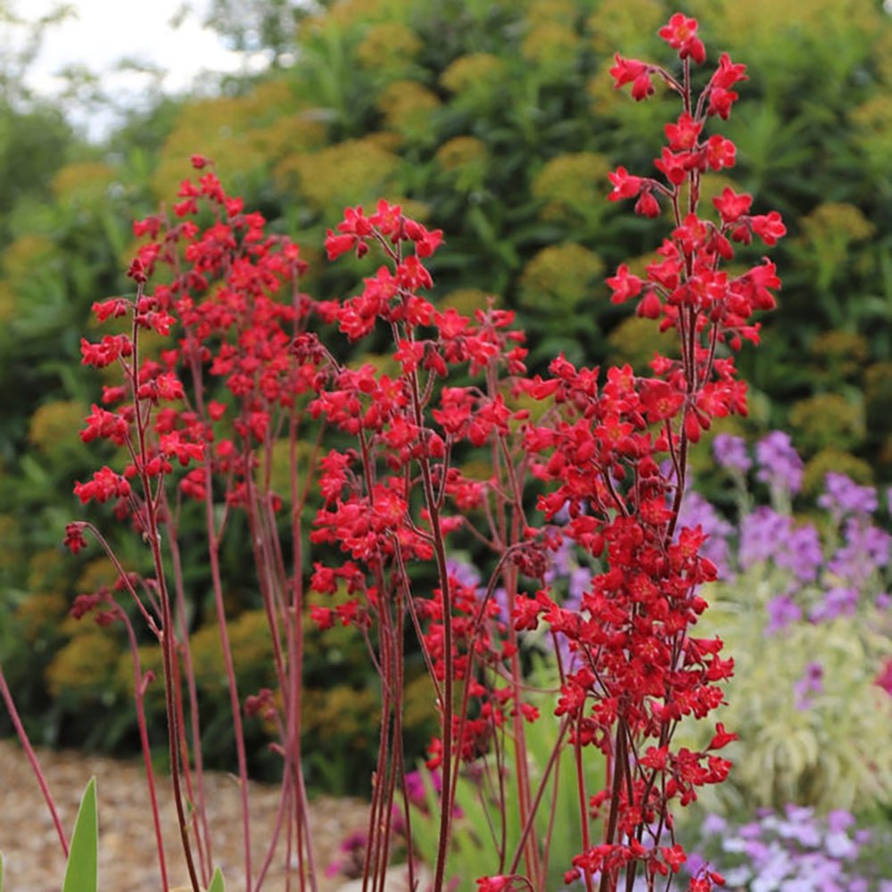 Clopotel purpuriu verde-rosu (Heuchera) Coral Forest, acoperitor de sol