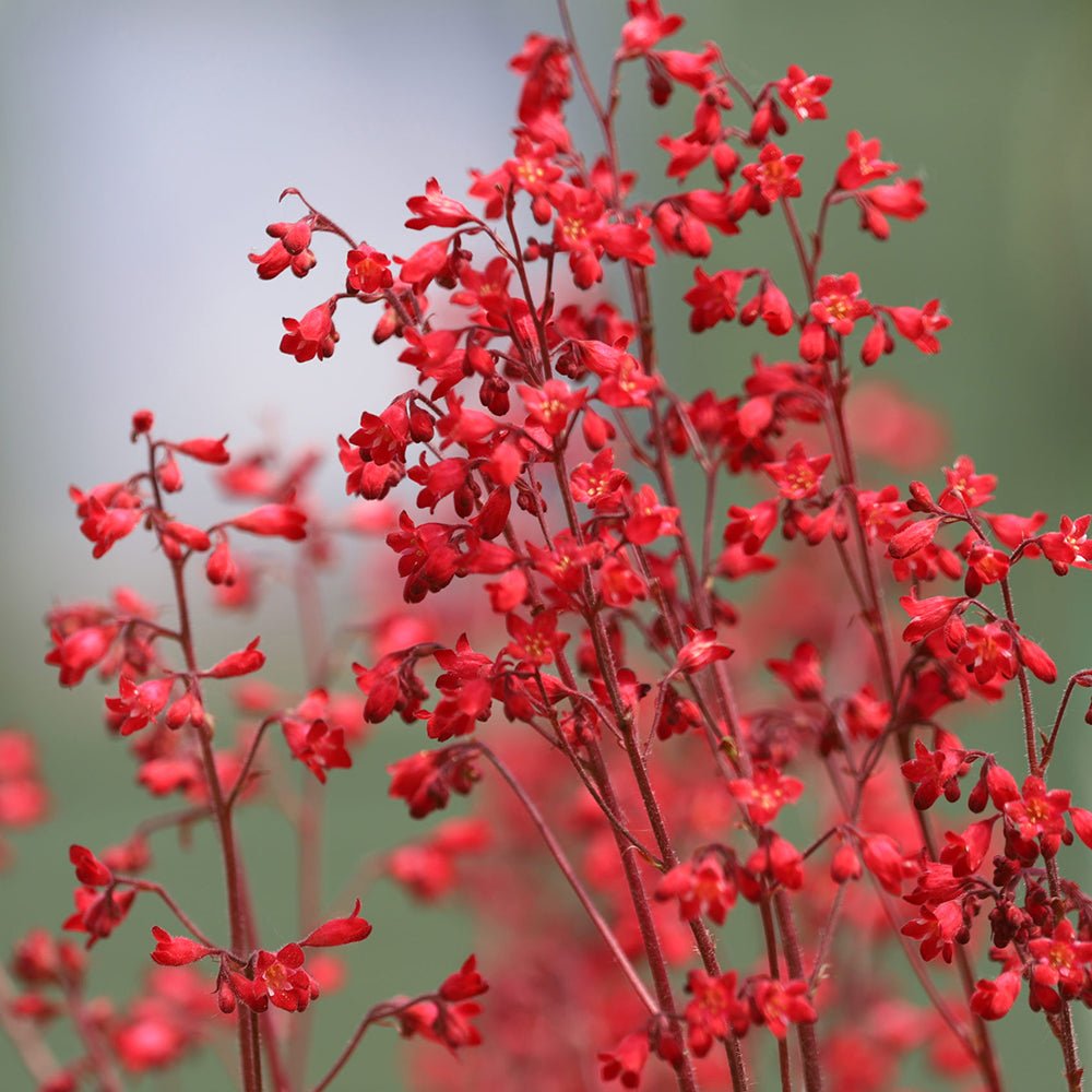 Clopotel purpuriu verde-rosu (Heuchera) Coral Forest, acoperitor de sol