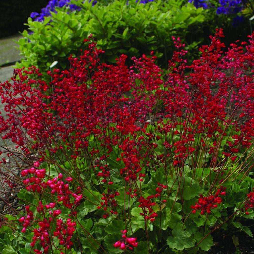 Clopotel purpuriu verde-rosu (Heuchera) Coral Forest, acoperitor de sol