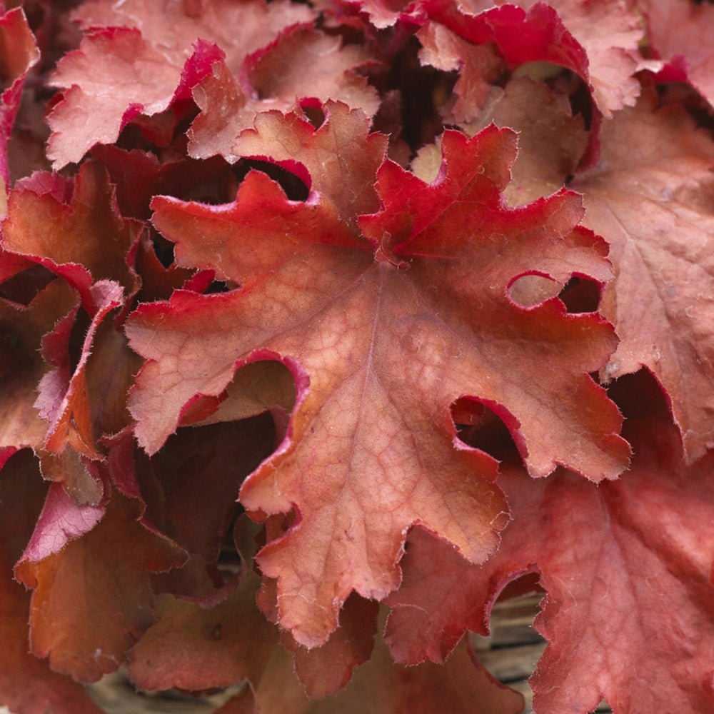 Clopotel purpuriu rosu (Heuchera) Cranberry, acoperitor de sol