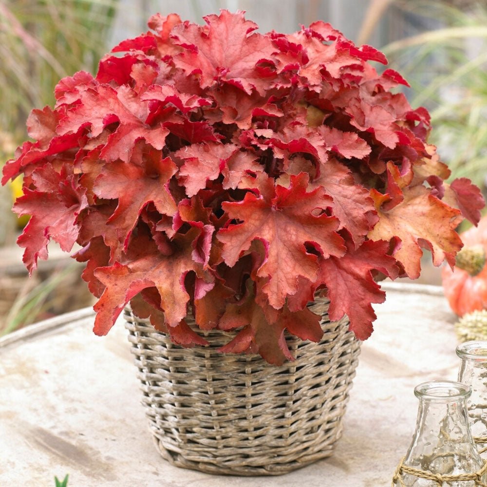 Clopotel purpuriu rosu (Heuchera) Cranberry, acoperitor de sol