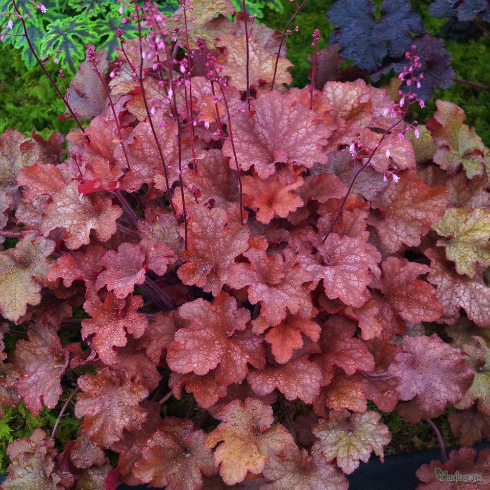 Clopotel purpuriu rosu (Heuchera) Cranberry, acoperitor de sol