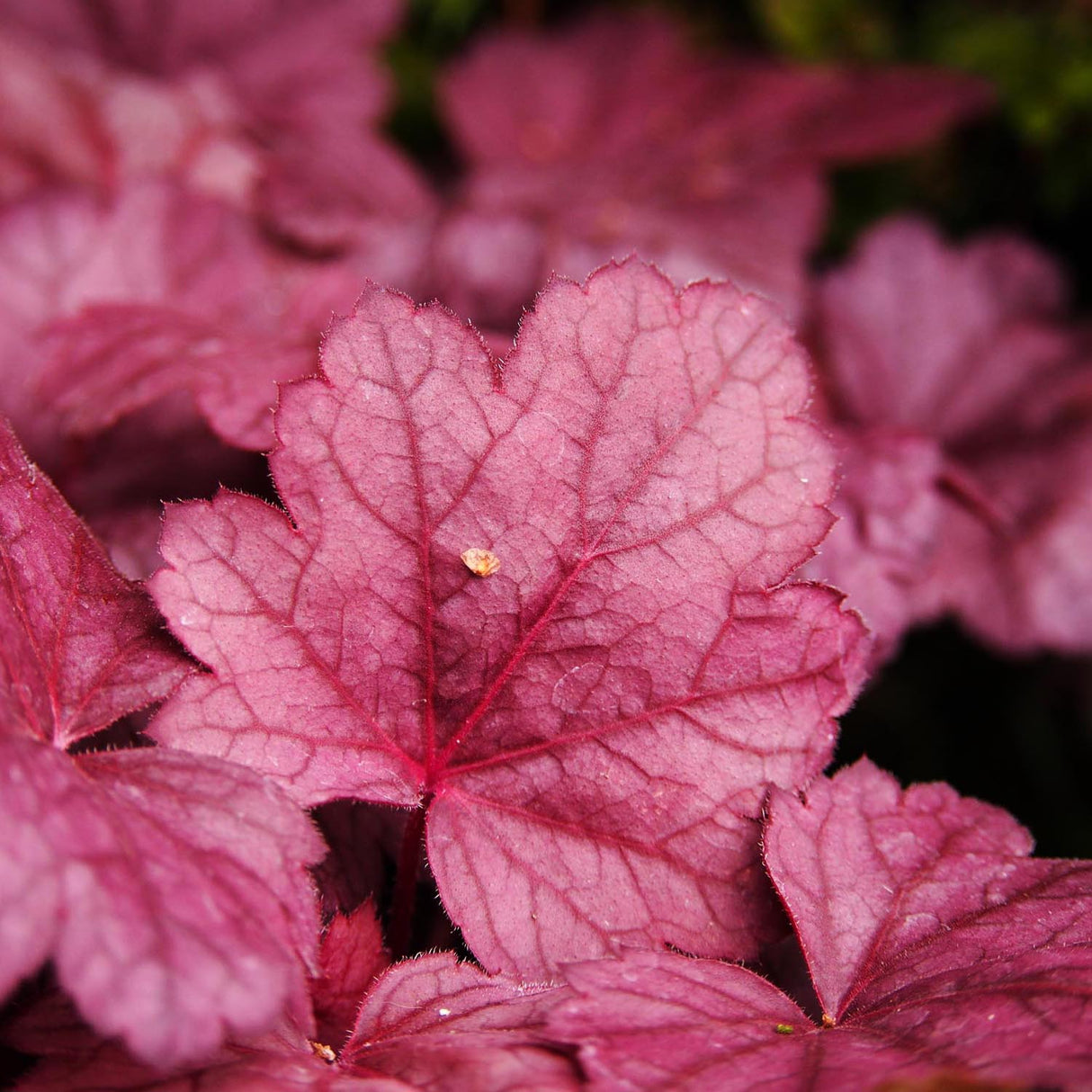 Clopotel purpuriu rosu (Heuchera) Fire Alarm, acoperitor de sol