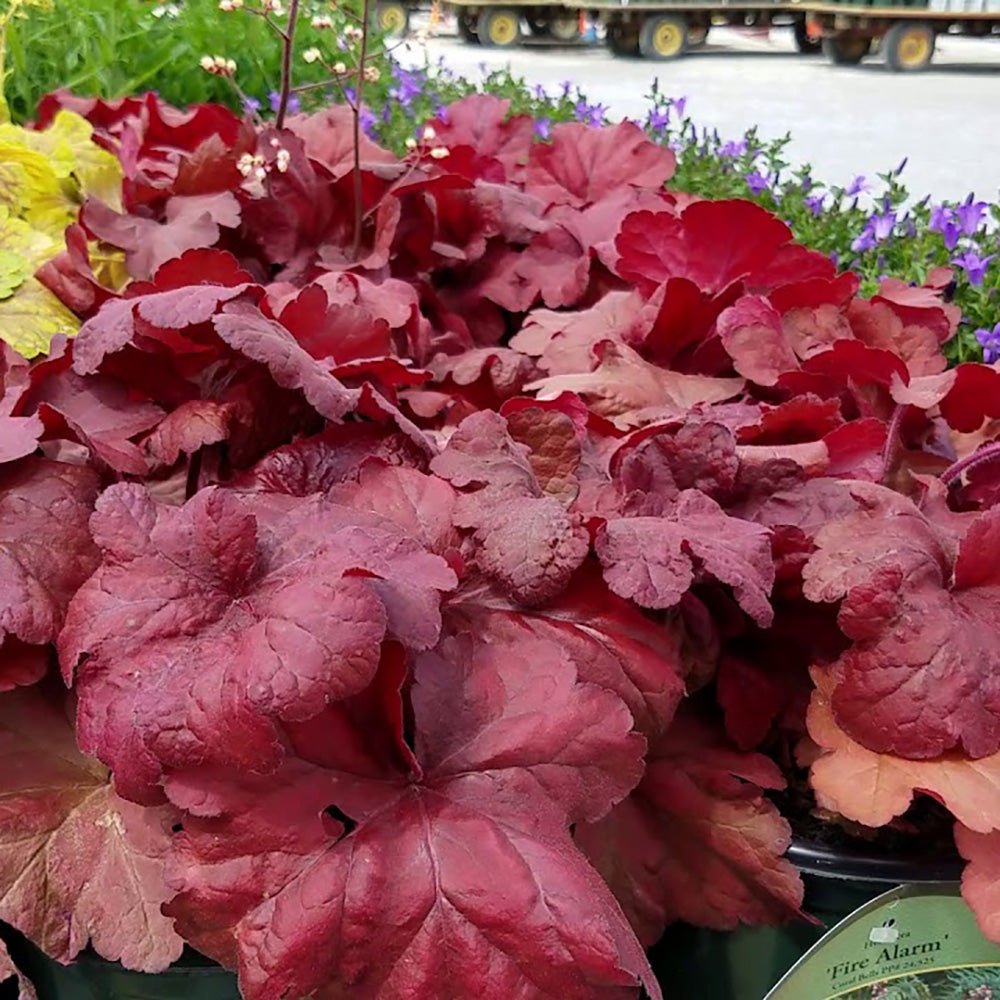 Clopotel purpuriu rosu (Heuchera) Fire Alarm, acoperitor de sol