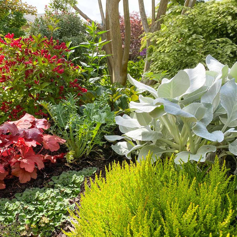 Clopotel purpuriu rosu (Heuchera) Fire Alarm, acoperitor de sol