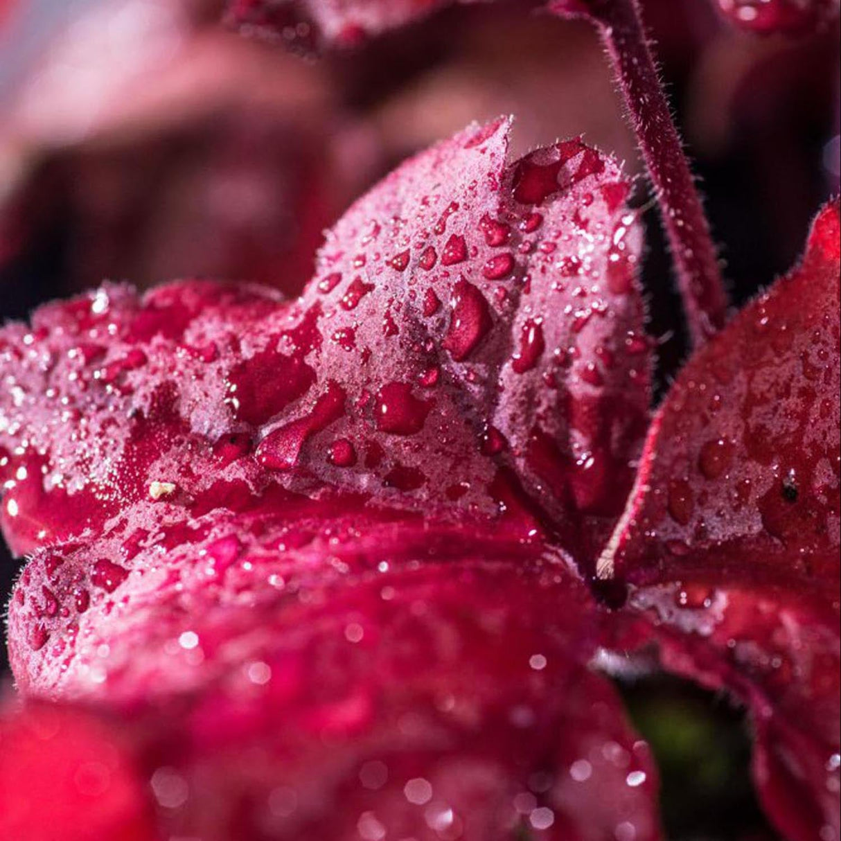 Clopotel purpuriu rosu (Heuchera) Fire Alarm, acoperitor de sol