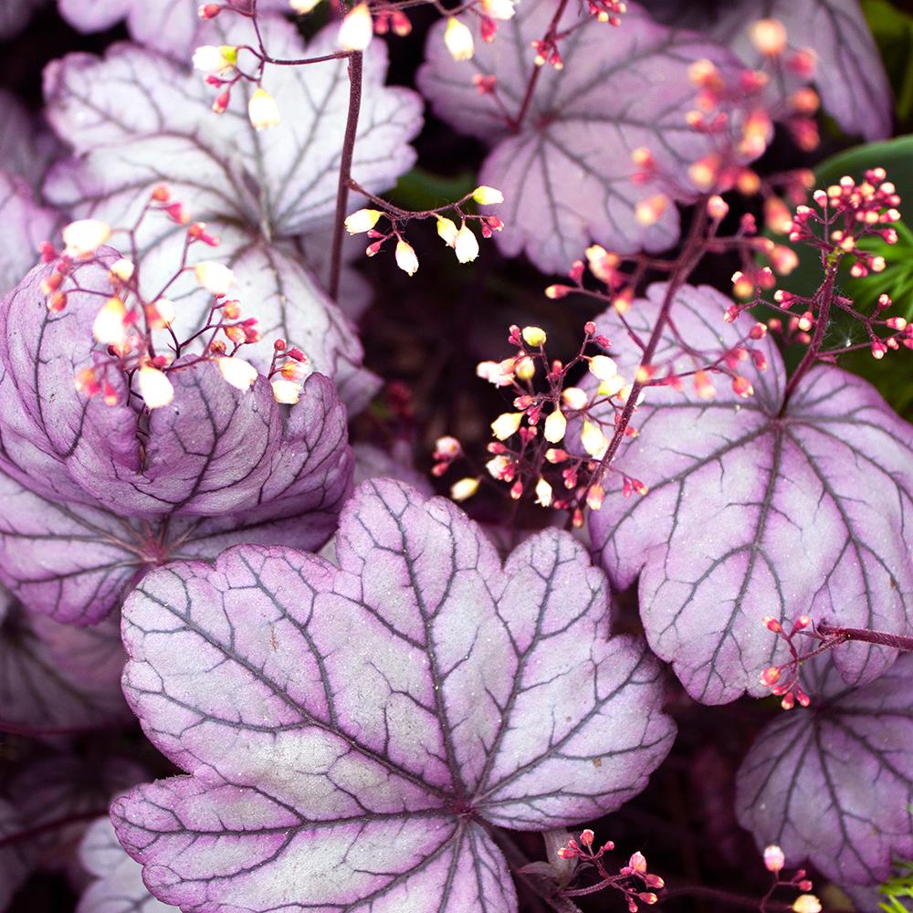 Clopotel purpuriu violet-mov (Heuchera) Forever Purple, acoperitor de sol