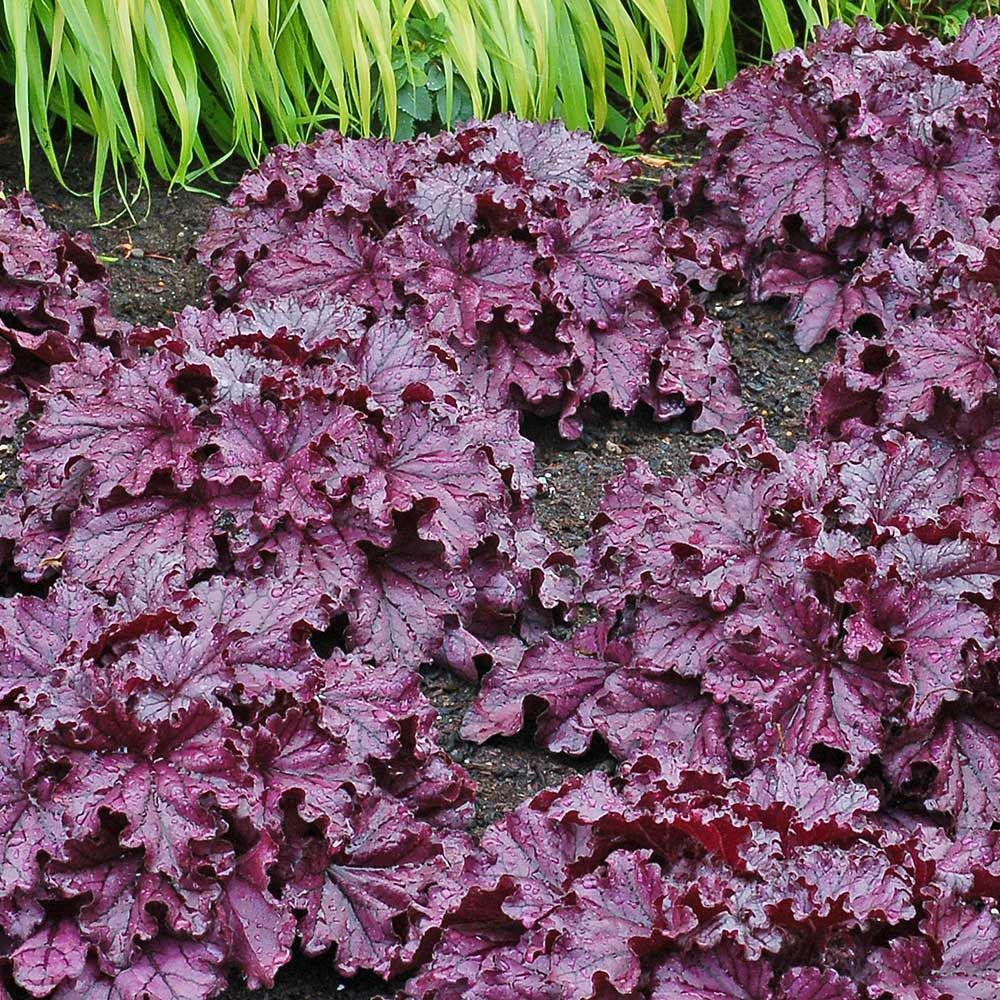 Clopotel purpuriu violet-mov (Heuchera) Forever Purple, acoperitor de sol