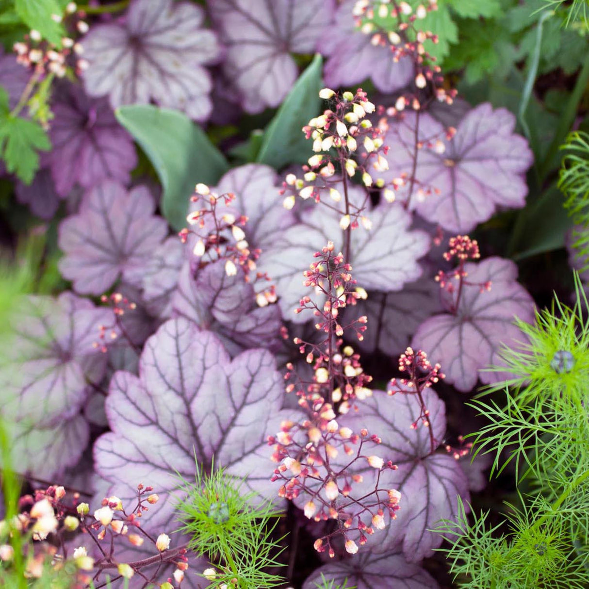 Clopotel purpuriu violet-mov (Heuchera) Forever Purple, acoperitor de sol
