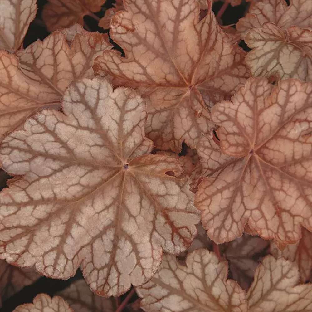 Clopotel purpuriu maro-caramel (Heuchera) Frosted Flame, acoperitor de sol