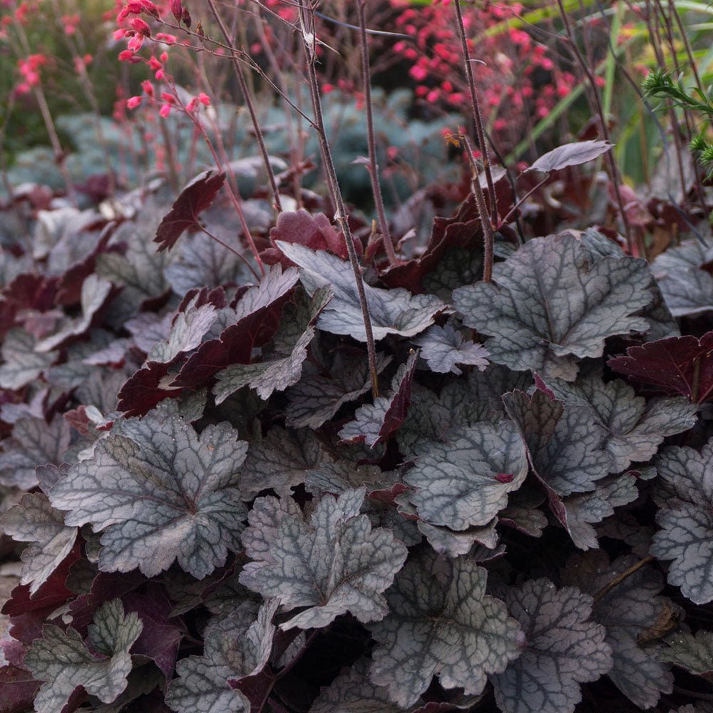 Clopotel purpuriu violet (Heuchera) Frosted Violet Dream, acoperitor de sol