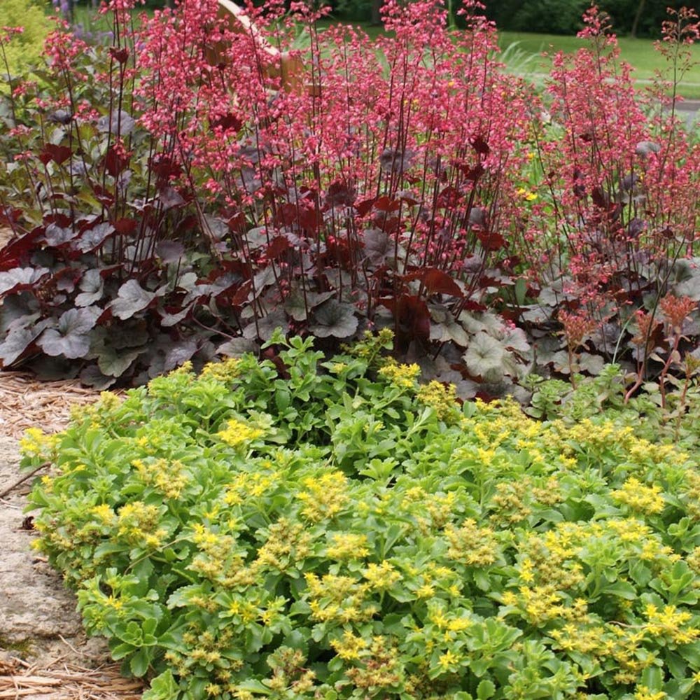 Clopotel purpuriu violet (Heuchera) Frosted Violet Dream, acoperitor de sol