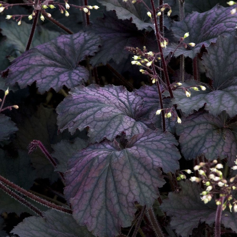 Clopotel purpuriu violet (Heuchera) Frosted Violet Dream, acoperitor de sol