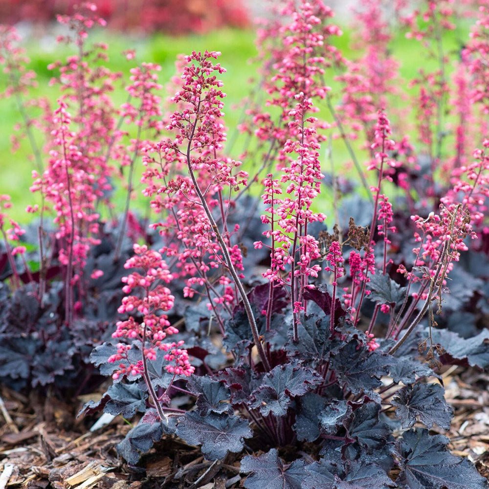Clopotel purpuriu violet (Heuchera) Frosted Violet Dream, acoperitor de sol