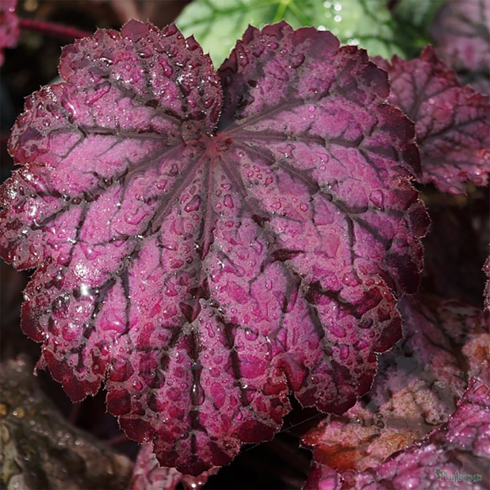 Clopotel purpuriu (Heuchera) Frosty Night, acoperitor de sol