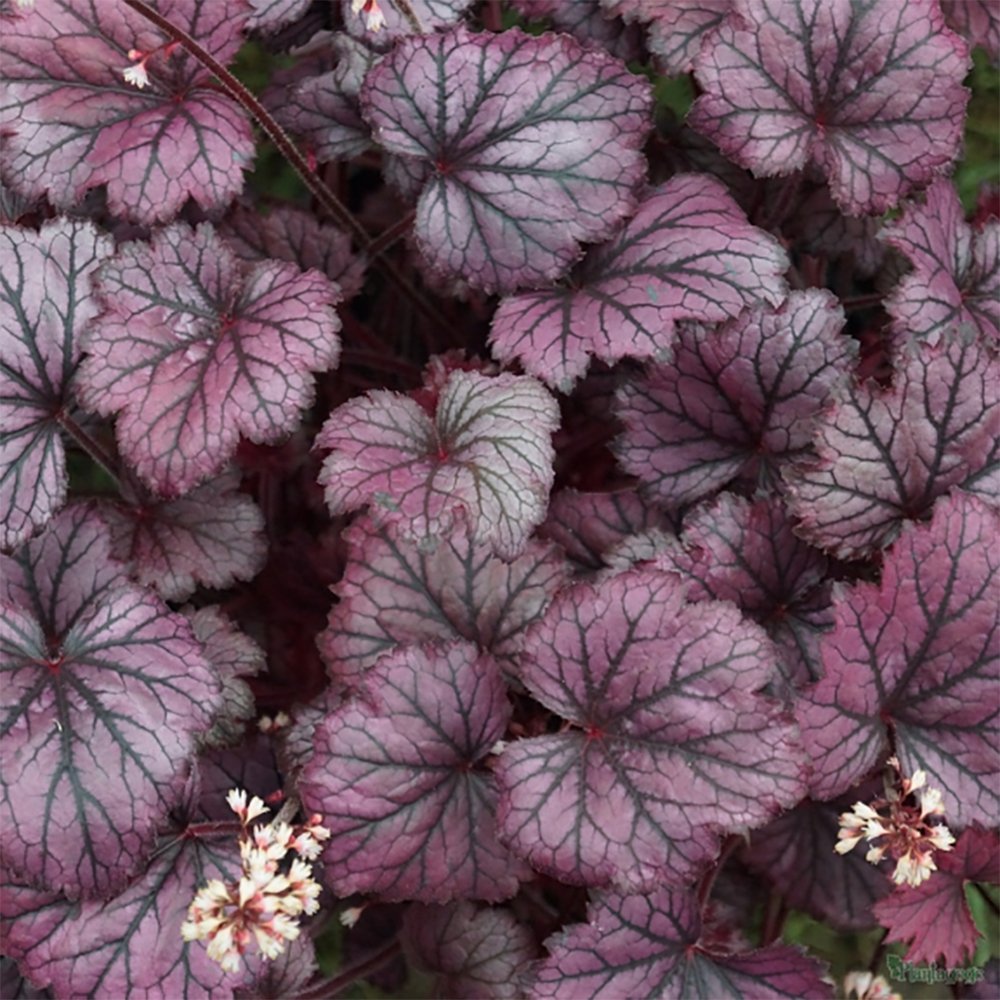 Clopotel purpuriu (Heuchera) Frosty Night, acoperitor de sol