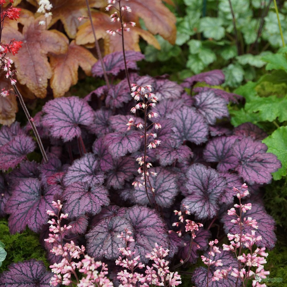 Clopotel purpuriu (Heuchera) Frosty Night, acoperitor de sol
