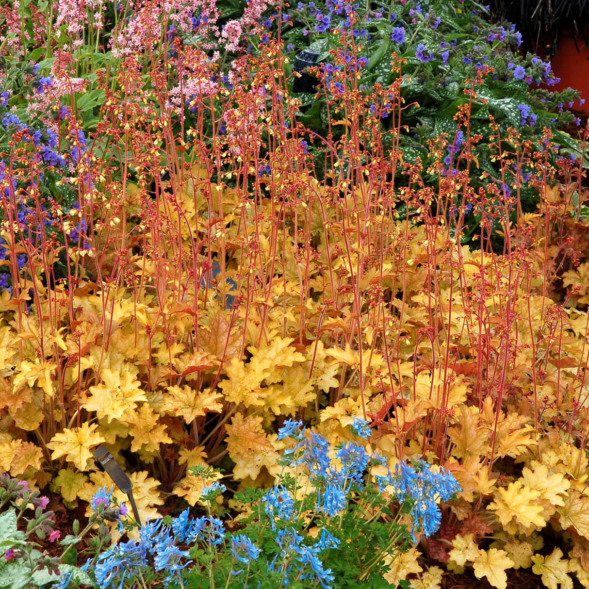 Clopotel purpuriu galben-portocaliu (Heuchera) Ginger Ale, acoperitor de sol