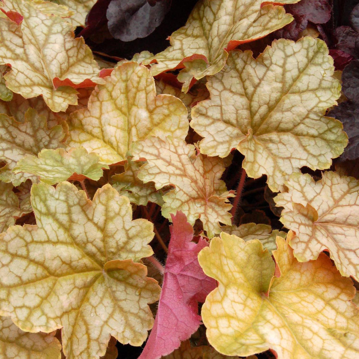 Clopotel purpuriu galben-portocaliu (Heuchera) Ginger Ale, acoperitor de sol