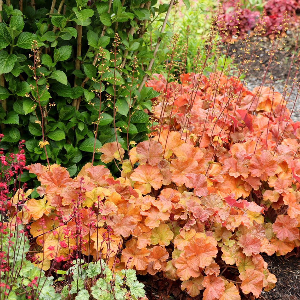 Clopotel purpuriu galben-portocaliu (Heuchera) Ginger Peach, acoperitor de sol