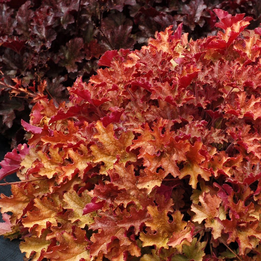 Clopotel purpuriu galben-portocaliu (Heuchera) Ginger Peach, acoperitor de sol