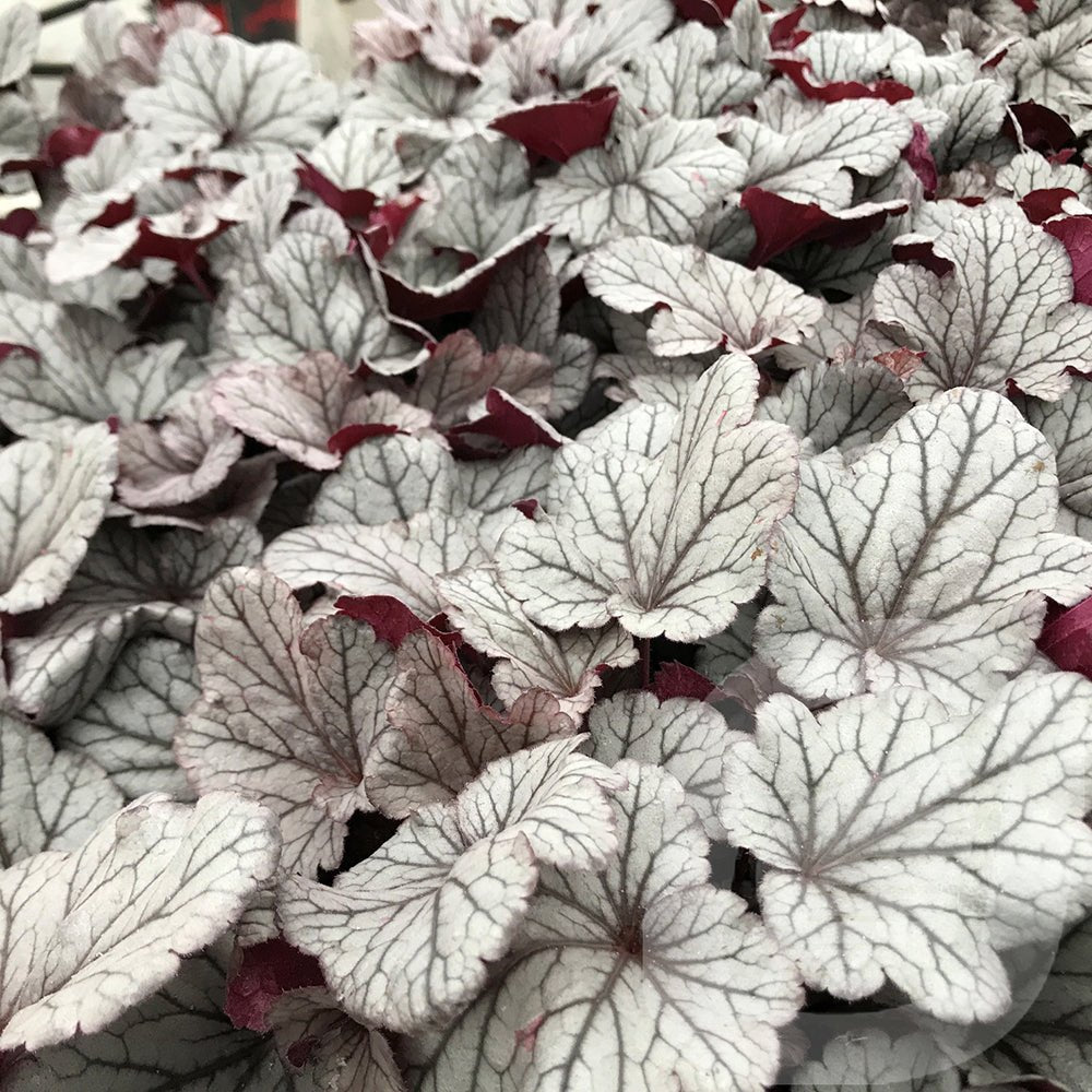 Clopotel purpuriu argintiu (Heuchera) Huckleberry, acoperitor de sol